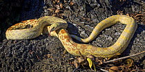 Bull Snake {Pituophis catenifer sayi} captive, from Central USA
