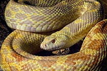 Bull Snake {Pituophis catenifer sayi} captive, from Central USA