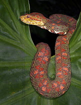 Eyelash Pit Viper {Bothriechis schlegelii} captive, from Central and South America