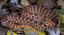 Western hognose snake {Heterodon nasicus} captive, from western USA
