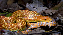 Bull Snake {Pituophis melanoleucus sayi} hybino (albino x hypo) colouration, captive, from Central USA