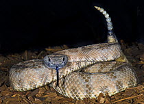 Mojave Sidewinder rattlesnake with tongue flickering and rattle raised {Crotalus cerastes cerastes} captive from California, USA