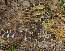 Northern Pacific Rattlesnake {Crotalus oreganus oreganus} captive, from Central and Northern California, USA