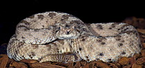 Panamint Speckled Rattlesnake {Crotalus mitchelli stephensi} captive, from Nevada, California, USA