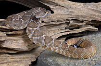 Red Diamond Rattlesnake {Crotalus ruber} captive, from NW central america