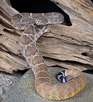 Red Diamond Rattlesnake {Crotalus ruber} captive, from NW central america