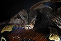 Red Tailed Boa {Boa constrictor constrictor} captive, from South America