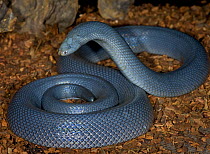 Small Scaled Stiletto Snake {Atractaspis fallax} captive, from Ethiopia, Somalia, Kenya