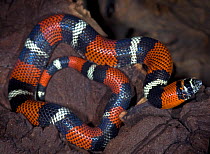 Tri-colour hognose snake {Lystrophis pulcher} captive, from South America