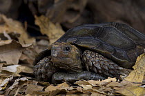 Brown burmese mountain tortoise {Manouria emys} captive, from Burma / Myanmar, ENDANGERED