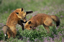 Red fox {Vulpes vulpes} cubs playing, Rocky Mt Arsenal NWR, Colorado, USA