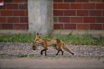 Red fox {Vulpes vulpes} carrying Prairie dog prey, Rocky Mt Arsenal NWR, Colorado, USA