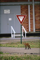 Red fox {Vulpes vulpes} in urban environment, Rocky Mt Arsenal NWR, Colorado, USA