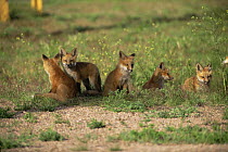 Family of five Red fox {Vulpes vulpes} cubs, Rocky Mt Arsenal NWR, Colorado, USA