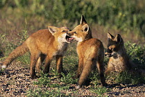 Red fox {Vulpes vulpes} cubs play fighting while another looks on, Rocky Mt Arsenal NWR, Colorado, USA