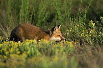 Red fox {Vulpes vulpes} young adult stalking prey, Rocky Mt Arsenal NWR, Colorado, USA