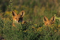 Red fox {Vulpes vulpes} two young adults in grass, Rocky Mt Arsenal NWR, Colorado, USA
