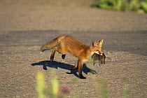Red fox {Vulpes vulpes} carrying dead Starling, Rocky Mt Arsenal NWR, Colorado, USA