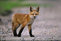 Red fox {Vulpes vulpes} cub, Rocky Mt Arsenal NWR, Colorado, USA