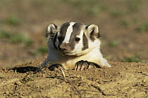 American badger {Taxidea taxus} at burrow, Rocky Mt Arsenal NWR, Colorado, USA