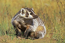 American badger {Taxidea taxus} sitting, Rocky Mt Arsenal NWR, Colorado, USA