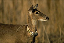 White tailed deer {Odocoileus virginianus} female with radio collar, Colorado, USA
