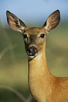 White tailed deer {Odocoileus virginianus} female, Colorado, USA