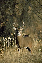 White tailed deer {Odocoileus virginianus} stag, Colorado, USA