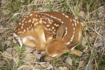 White tailed deer {Odocoileus virginianus} fawn curled up asleep, Colorado, USA