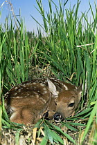 White tailed deer {Odocoileus virginianus} fawn hidden in long grass, Colorado, USA