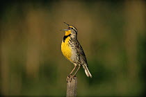 Western meadowlark {Sturnella neglecta} singing, Colorado, USA