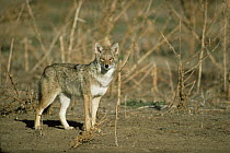 Coyote {Canis latrans} on prairie, Colorado, USA