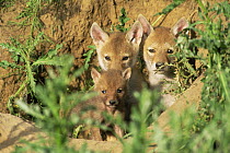 Three Coyote pups {Canis latrans} Rocky Mt Arsenal NWR, Colorado, USA