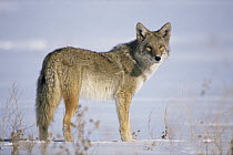 Coyote {Canis latrans} in snow, Colorado, USA