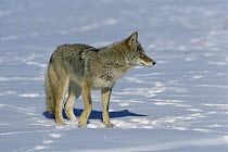 Coyote {Canis latrans} in snow, Colorado, USA
