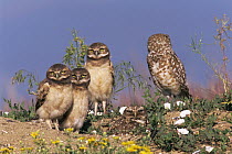 Family of Burrowing owls {Athene cunicularia} at burrow, Colorado, USA