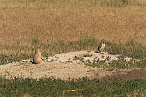 Black tailed Prairie dog {Cynomys ludovicianus} and Burrowing owl {Athene cunicularia} at burrow, Colorado, USA