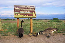 Canada geese {Branta canadensis} with goslings beside Prairie information sign, Rocky Mt Arsenal NWR, Colorado, USA