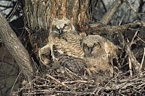 Three young Great horned owls {Bubo virginianus} in nest, Denver, Colorado, USA