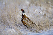 Ring necked pheasant {Phasianus colchicus} male in winter, Colorado, USA