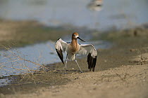American avocet {Recurvirostra americana} injured wing display to feign injury and draw predator away from nest, Colorado, USA