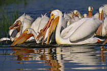 American white pelican {Pelecanus erythrorhynchos} flock feeding on water, Colorado, USA
