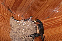 Barn swallow {Hirundo rustica} adult removing fecal sac from chick in nest, Colorado, USA, sequence 2/2