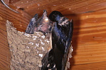 Barn swallow {Hirundo rustica} adult removing fecal sac from chick in nest, Colorado, USA, sequence 1/2