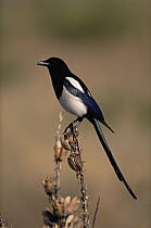 Black billed magpie {Pica hudsonia} Colorado, USA,