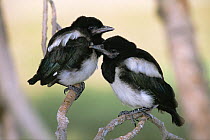 Two fledgling Black billed magpies {Pica hudsonia} Colorado, USA,