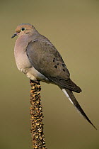 Mourning dove {Zenaida macroura} on Mullein seedhead, Colorado, USA,