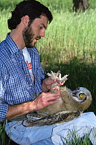 Great horned owl {Bubo virginianus} researcher attaching band to leg, Colorado, USA
