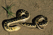 Western hognose snake {Heterodon nasicus} feigning death to avoid predation, Colorado, USA