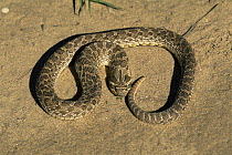 Western hognose snake {Heterodon nasicus} Colorado, USA